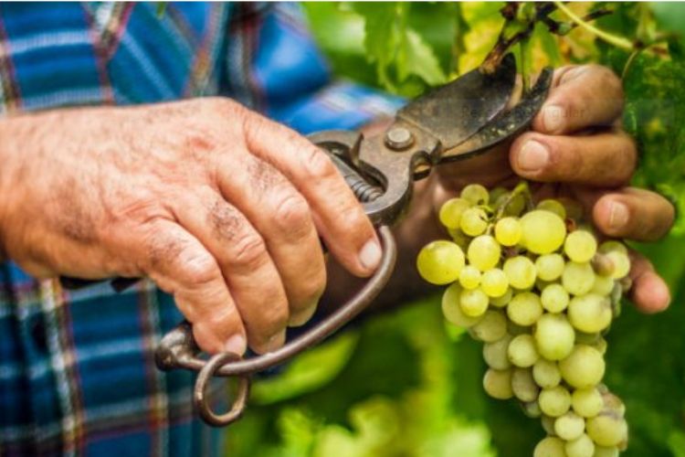 Guia do Vale do Rio Douro