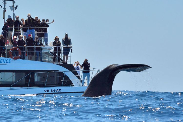 Observação baleias e golfinhos