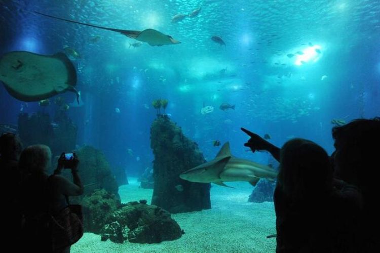 Aquário Vasco da Gama - Foto Diário de Noticias